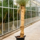 Юкка rostrata стебель (130-150) Диаметр горшка — 50 см Высота растения — 230 см