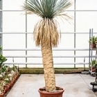 Юкка rostrata стебель (150-160) Диаметр горшка — 55 см Высота растения — 260 см
