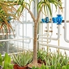 Алоэ bahinesii стебель branched Диаметр горшка — 50 см Высота растения — 275 см