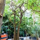 Баухуния (Орхидейное дерево) saccacalyx стебель special Диаметр горшка — 120 см Высота растения — 650 см