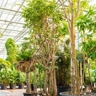 Баухуния (Орхидейное дерево) saccacalyx стебель special Диаметр горшка — 180 см Высота растения — 625 см