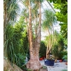 Нолина (Бокарнея) recurvata branched Диаметр горшка — 170/190+ см Высота растения — 850 см