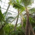 Кокосовая пальма nucifera стебель (650) Диаметр горшка — 140 см Высота растения — 900 см