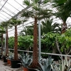 Коперниция (пальма) Альба стебель Диаметр горшка — 80 см Высота растения — 375 см
