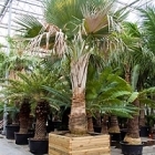 Коперниция (пальма) baileyana стебель Диаметр горшка — 140/140 см Высота растения — 550 см