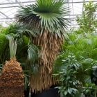 Коперниция (пальма) macroglossa стебель Диаметр горшка — 120 см Высота растения — 425 см