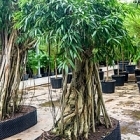 Фикус Али (Биннендийка) bonsai Диаметр горшка — 160/110 см Высота растения — 425 см