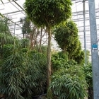 Фикус Али (Биннендийка) стебель Диаметр горшка — 80 см Высота растения — 525 см