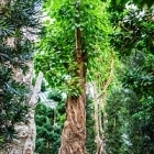 Фикус Алтиссима stam Диаметр горшка — 170 см Высота растения — 550 см