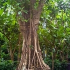 Фикус Бенгальский stam Диаметр горшка — 180 см Высота растения — 800 см