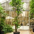Фикус Лира multi стебель Диаметр горшка — 80 см Высота растения — 500 см