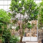 Фикус Лира multi стебель Диаметр горшка — 110 см Высота растения — 600 см