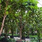 Фикус Лира стебель branched Диаметр горшка — 120 см Высота растения — 600 см
