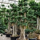Фикус Микрокарпа compacta бонсай/branched Диаметр горшка — 90 см Высота растения — 325 см