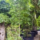 Фикус Нитида стебель Диаметр горшка — 95 см Высота растения — 550 см