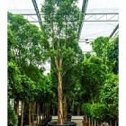Фикус Нитида стебель Диаметр горшка — 140 см Высота растения — 800 см