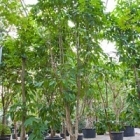 Михелия Альба branched Диаметр горшка — 120 см Высота растения — 750 см