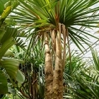 Панус utilis 2-стебель Диаметр горшка — 120 см Высота растения — 500 см