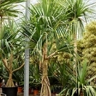 Панус utilis branched 3 arm Диаметр горшка — 90 см Высота растения — 550 см
