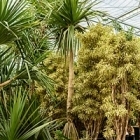 Панус utilis стебель Диаметр горшка — 110 см Высота растения — 700 см