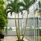 Пальма Вейчия Адонидия merrillii 3-стебель Диаметр горшка — 85 см Высота растения — 550 см