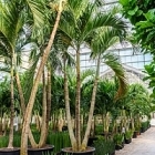 Пальма Вейчия Адонидия merrillii 3-стебель Диаметр горшка — 110 см Высота растения — 600 см