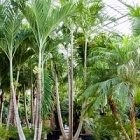 Пальма Вейчия Адонидия merrillii 4-стебель Диаметр горшка — 110 см Высота растения — 600 см