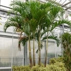 Пальма Вейчия Адонидия merrillii 5-6-стебель Диаметр горшка — 95 см Высота растения — 550 см