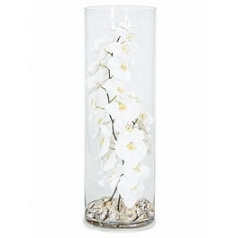 Композиция из искусственных растений orchid white, белого цвета shells turbo sermaticus  Диаметр — 25 см