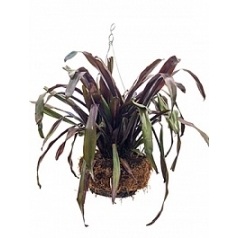 Эхмея racinae hanging basket Диаметр горшка — 35 см Высота растения — 55 см