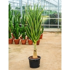 Алоэ hercules stem Диаметр горшка — 35 см Высота растения — 160 см