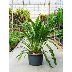 Антуриум jungle hybride bush Диаметр горшка — 55 см Высота растения — 120 см