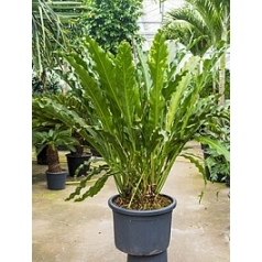 Антуриум jungle hybride bush Диаметр горшка — 55 см Высота растения — 180 см