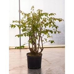 Бугенвиллея glabra multi stem Диаметр горшка — 40 см Высота растения — 150 см