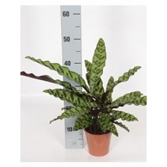Калатея insignis Диаметр горшка — 14 см Высота растения — 45 см