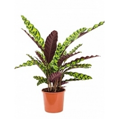 Калатея insignis bush Диаметр горшка — 17 см Высота растения — 60 см