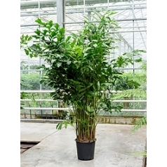 Кариота mitis bush (300-350) Диаметр горшка — 50 см Высота растения — 325 см