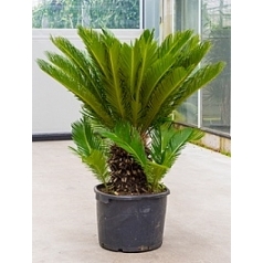 Цикас revoluta stem (25) Диаметр горшка — 40 см Высота растения — 110 см