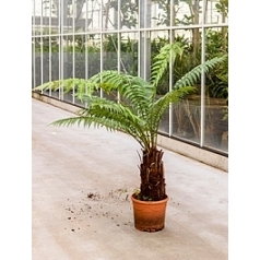 Диксония antartica stem (30-40) Диаметр горшка — 30 см Высота растения — 140 см