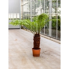 Диксония antartica stem (50-60) Диаметр горшка — 35 см Высота растения — 160 см