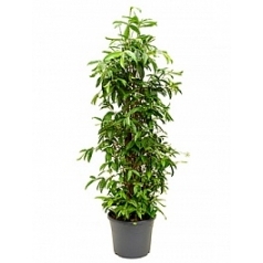 Драцена surculosa bush Диаметр горшка — 35 см Высота растения — 160 см