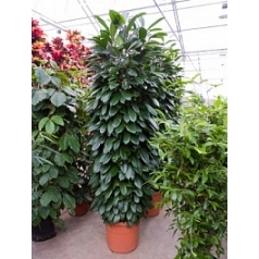 Фикус cyathistipula column Диаметр горшка — 48 см Высота растения — 250 см