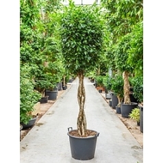 Фикус nitida stem braided Диаметр горшка — 55 см Высота растения — 250 см