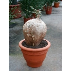 Фокея edulis caudex (25-35) Диаметр горшка — 32 см Высота растения — 60 см