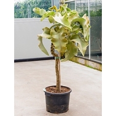 Каланхое beharensis stem (100-120) Диаметр горшка — 40 см Высота растения — 110 см