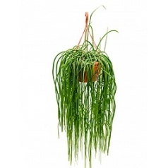 Леписмиум bolivianum hanger Диаметр горшка — 30 см Высота растения — 80 см