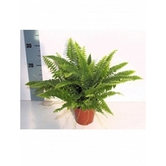 Нефролепсис green lady Диаметр горшка — 12 см Высота растения — 35 см