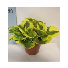 Пеперомия obtusifolia variegatum Диаметр горшка — 12 см Высота растения — 20 см