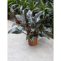 Филодендрон imperial red Диаметр горшка — 27 см Высота растения — 70 см