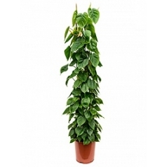 Филодендрон scens column Диаметр горшка — 27 см Высота растения — 160 см